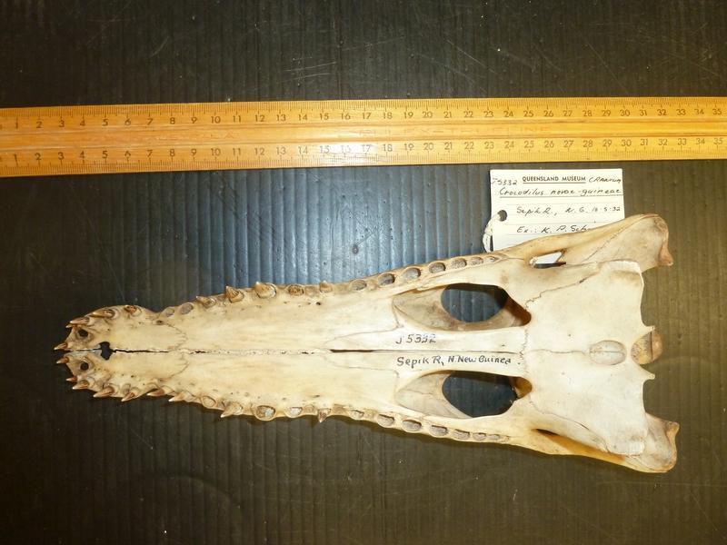 Hemiaspis signata; J5232 Queensland Museum