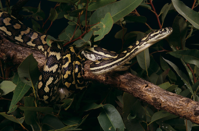 Carpet Snake or Carpet Python Queensland Museum Network
