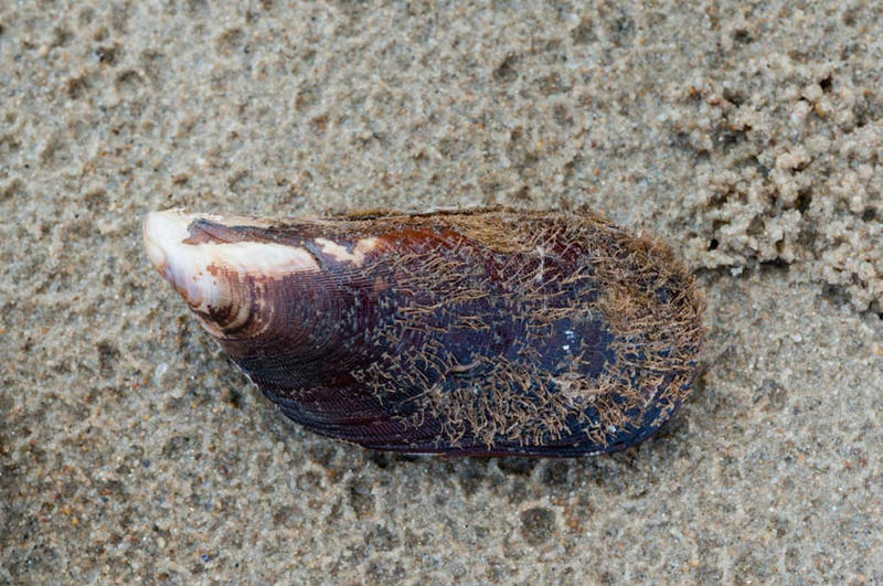 Hairy Mussel Queensland Museum
