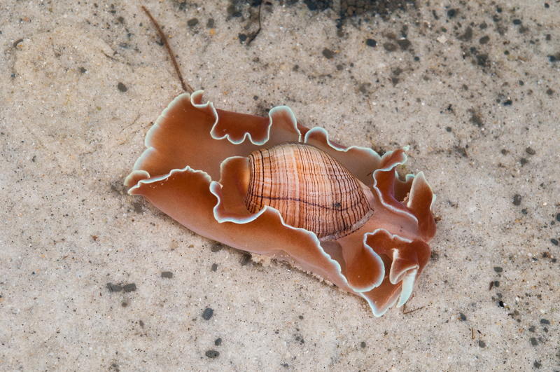 Rose Petal Bubble Snail Queensland Museum Network