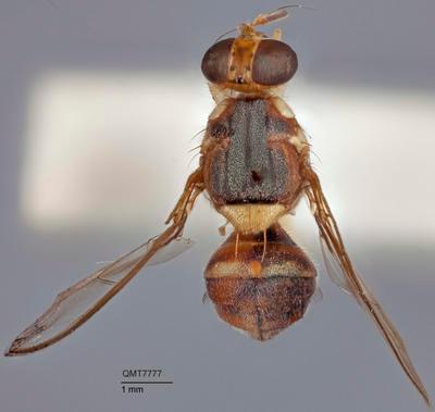 Bactrocera (Bactrocera) allwoodi
