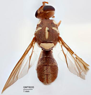 Dacus (Neodacus) salamander