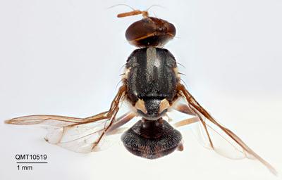 Bactrocera (Bactrocera) parafrauenfeldi