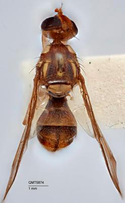 Bactrocera (Zeugodacus) chorista