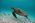Loggerhead Turtle, Caretta caretta