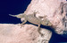 Broad-tailed Gecko, Phyllurus platurus.© Queensland Museum, Jeff Wright.