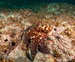 Day Octopus, Octopus cyanea. © Queensland Museum, Gary Cranitch.