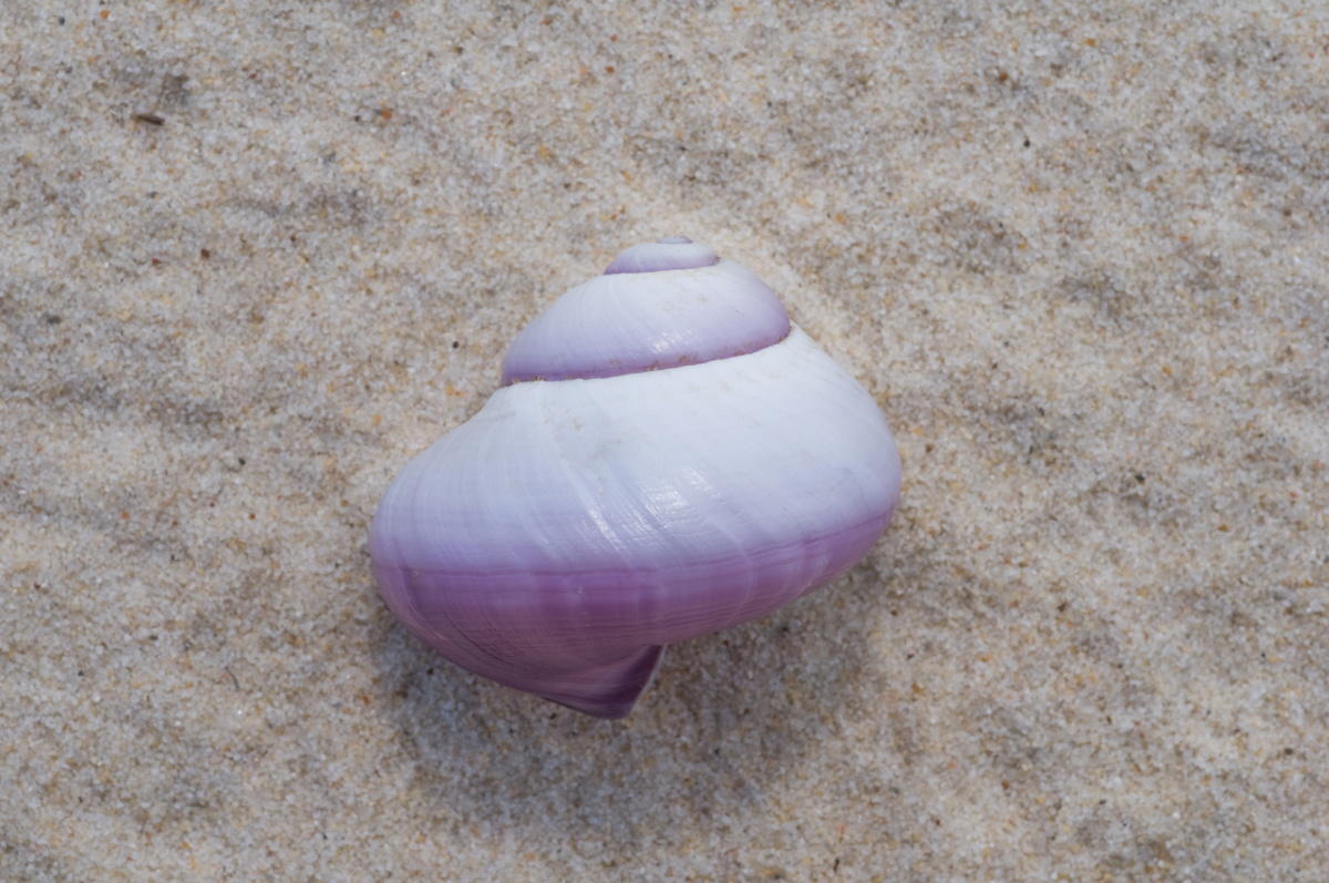Common Violet Snail Queensland Museum Network