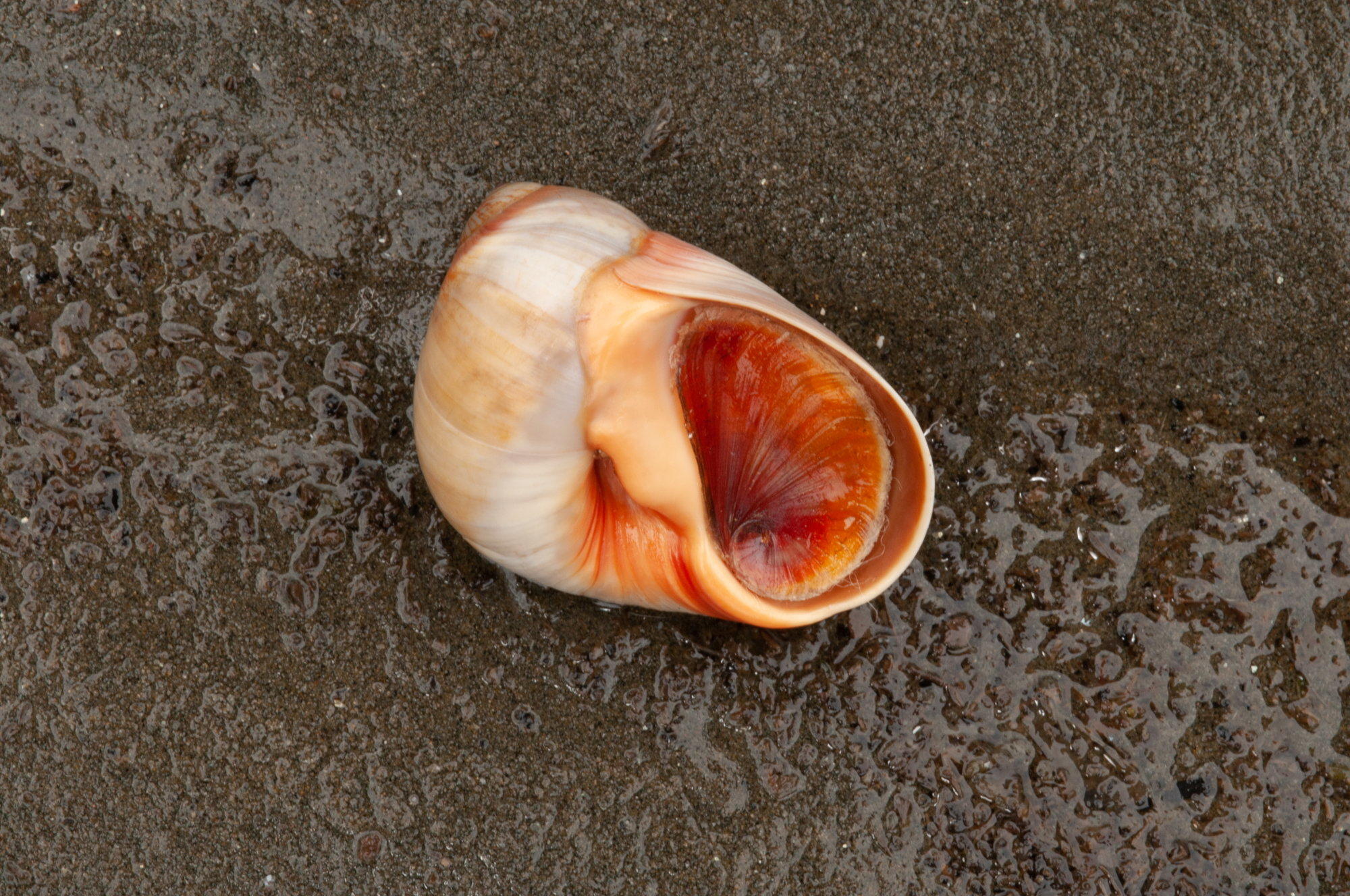 Leaden Sand Snail Queensland Museum Network