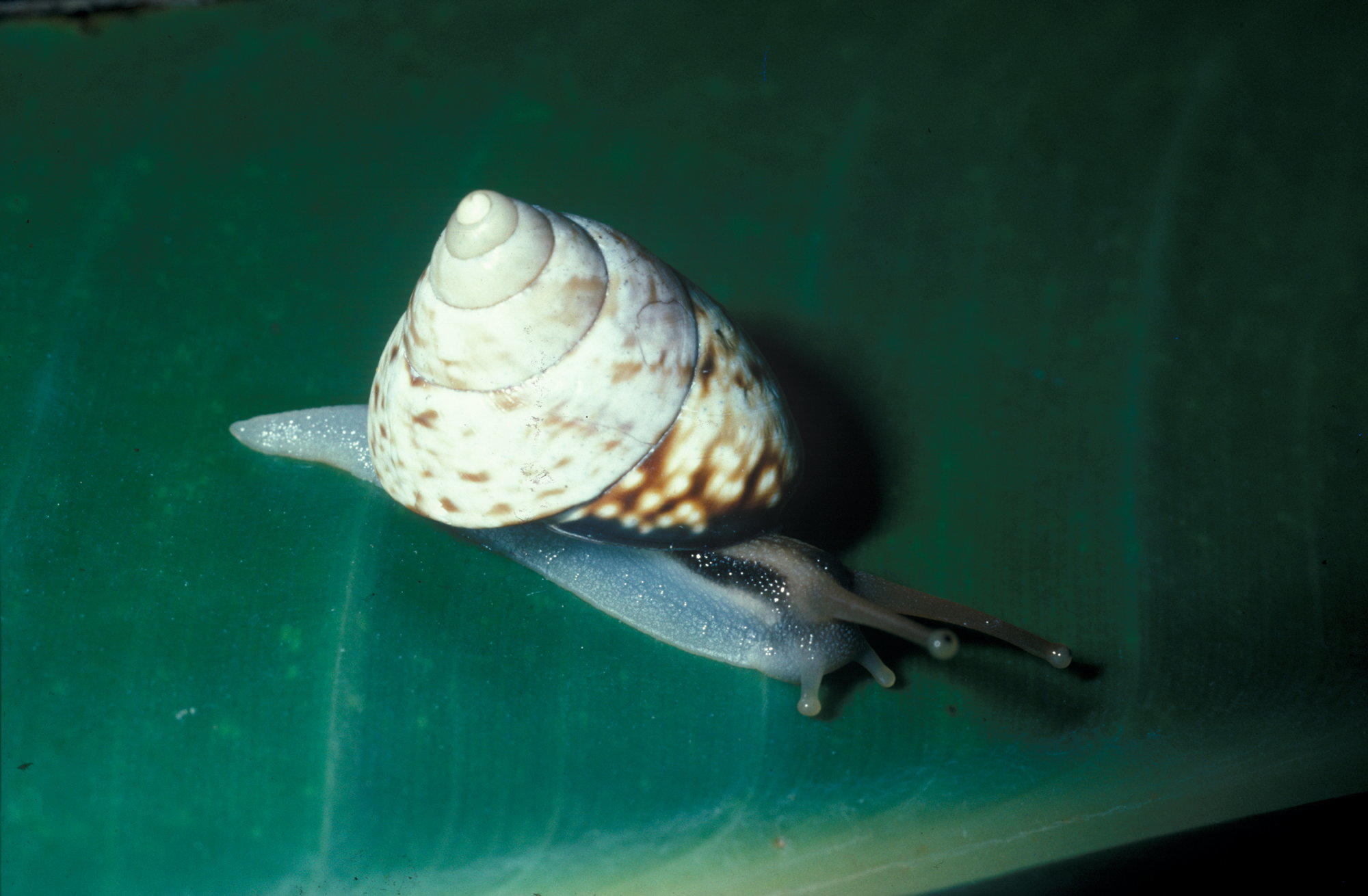 Land Snails, Slugs and Freshwater Snails Queensland Museum Network