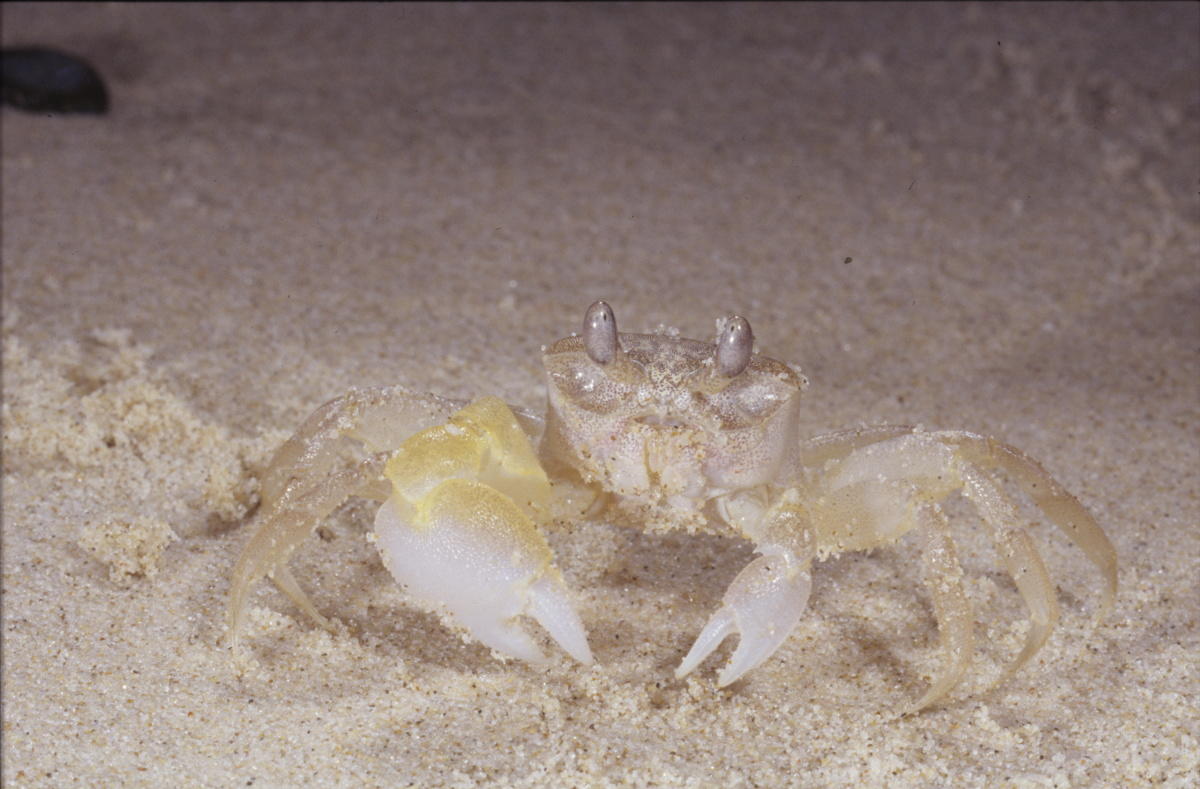 Smoothhanded Ghost Crab Queensland Museum