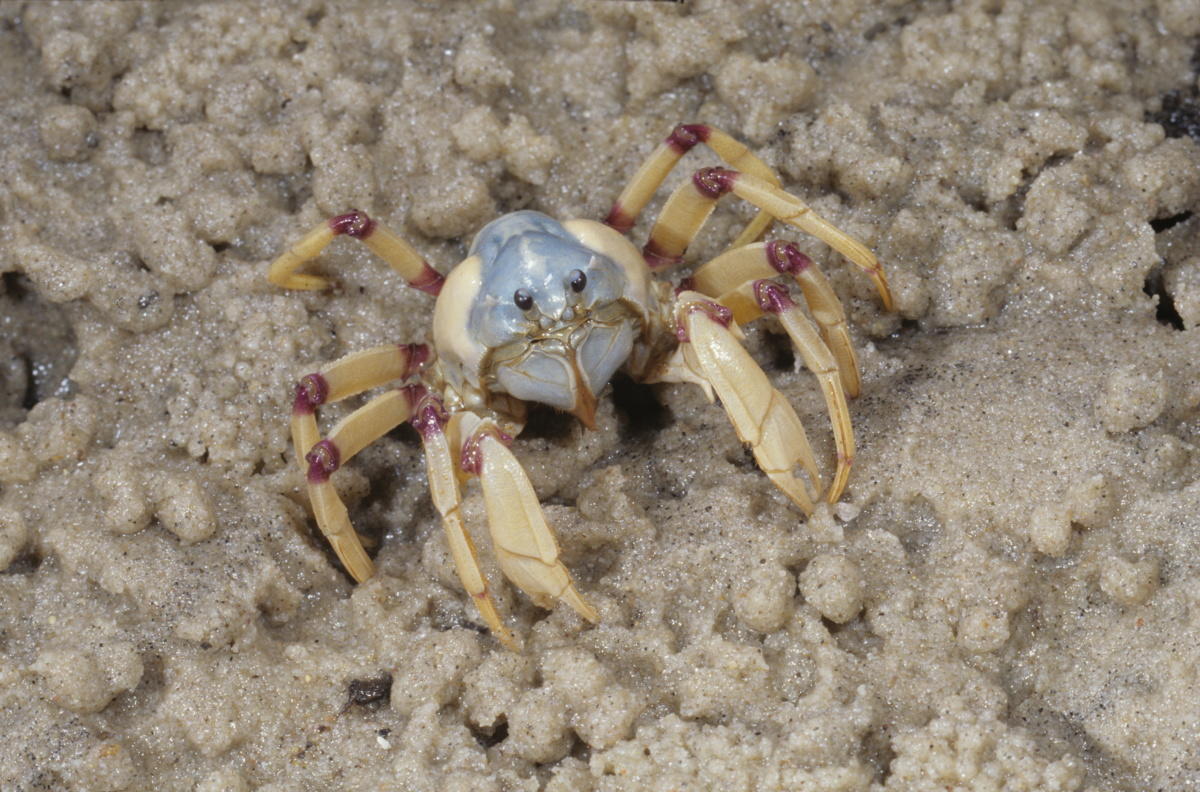 Soldier Crab Queensland Museum