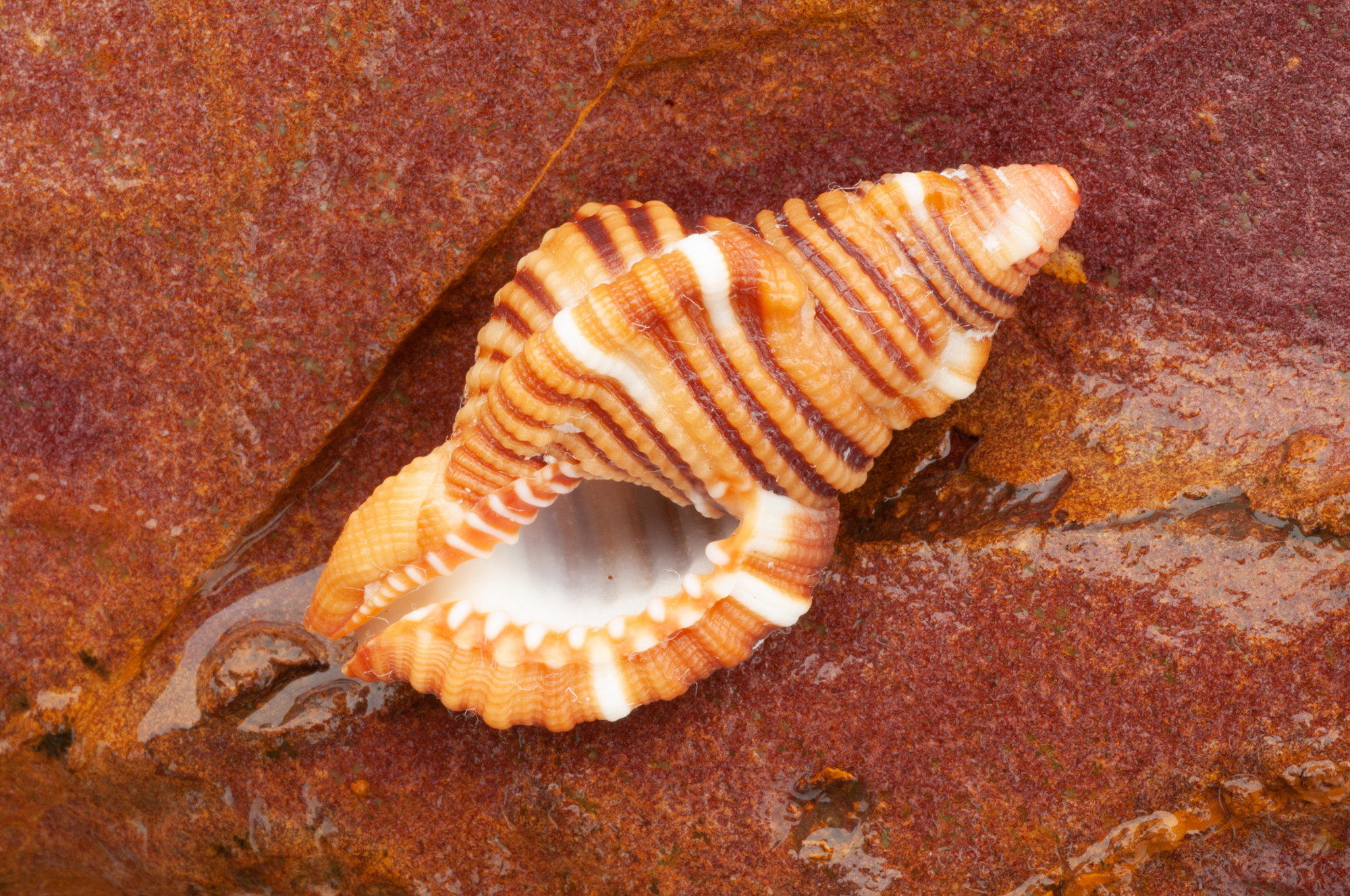 Marine snails Queensland Museum Network