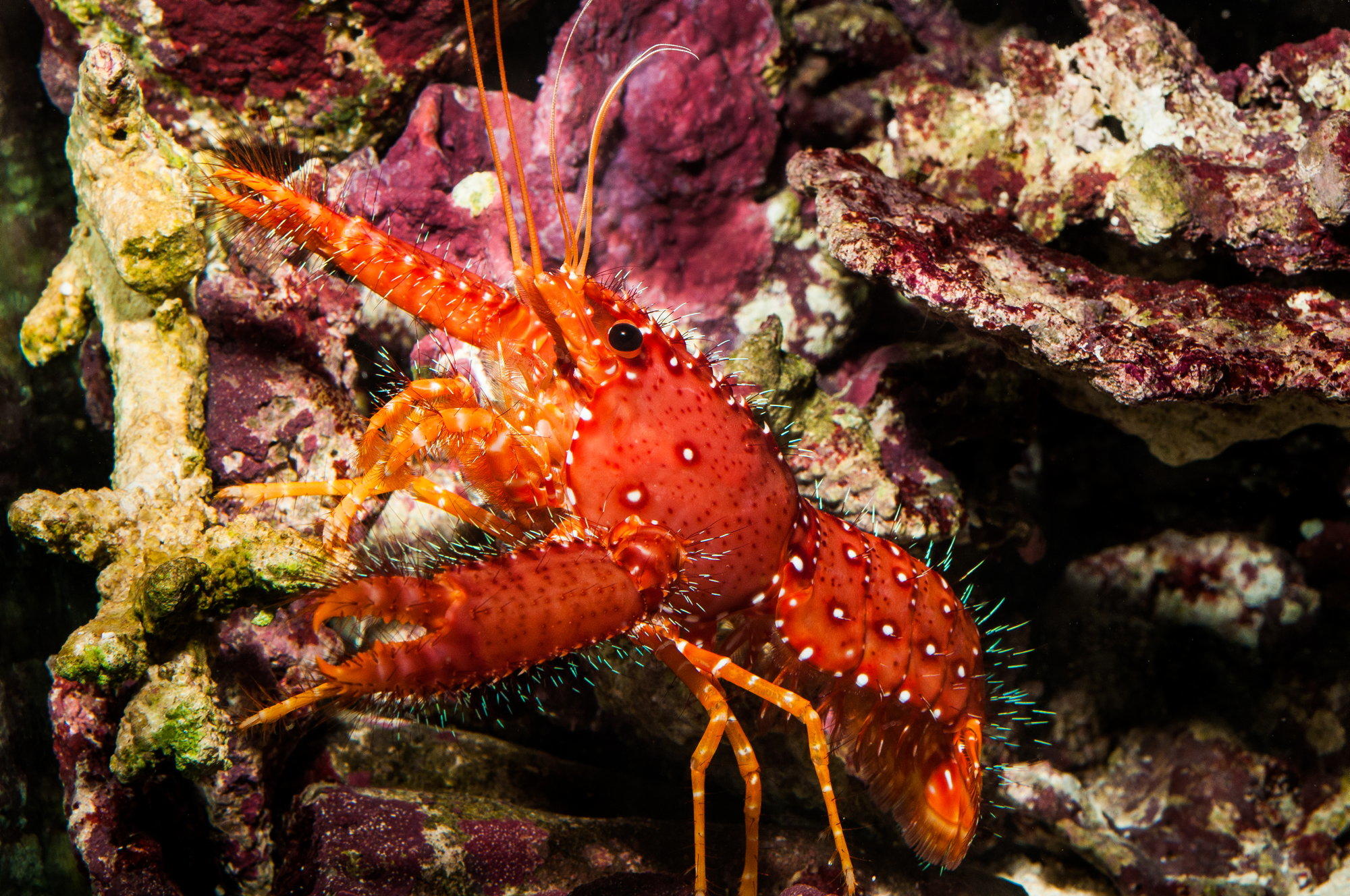 Spiny Lobsters Slipper Lobsters Queensland Museum