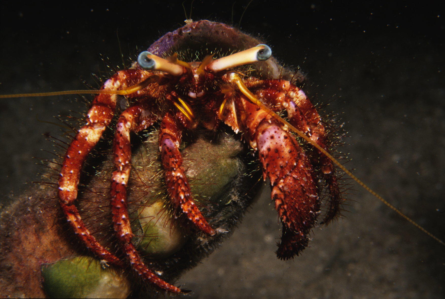 Hermit Crabs, Squat Lobsters & allies Queensland Museum