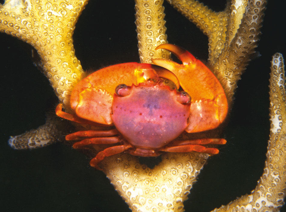 Blue Coral Crab - Queensland Museum Network