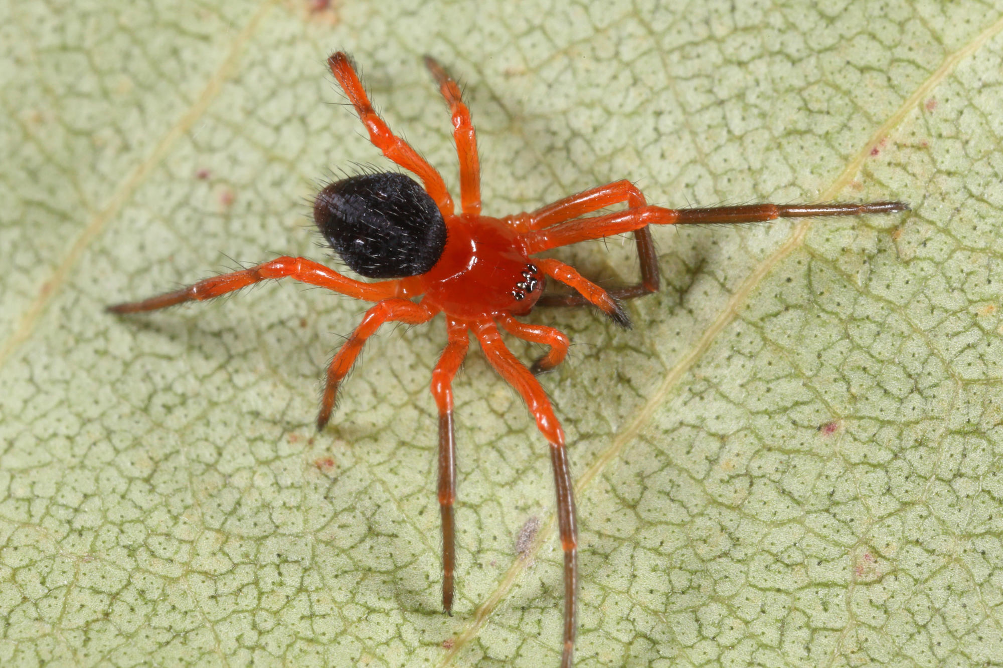 Red-and-black Spiders - Queensland Museum