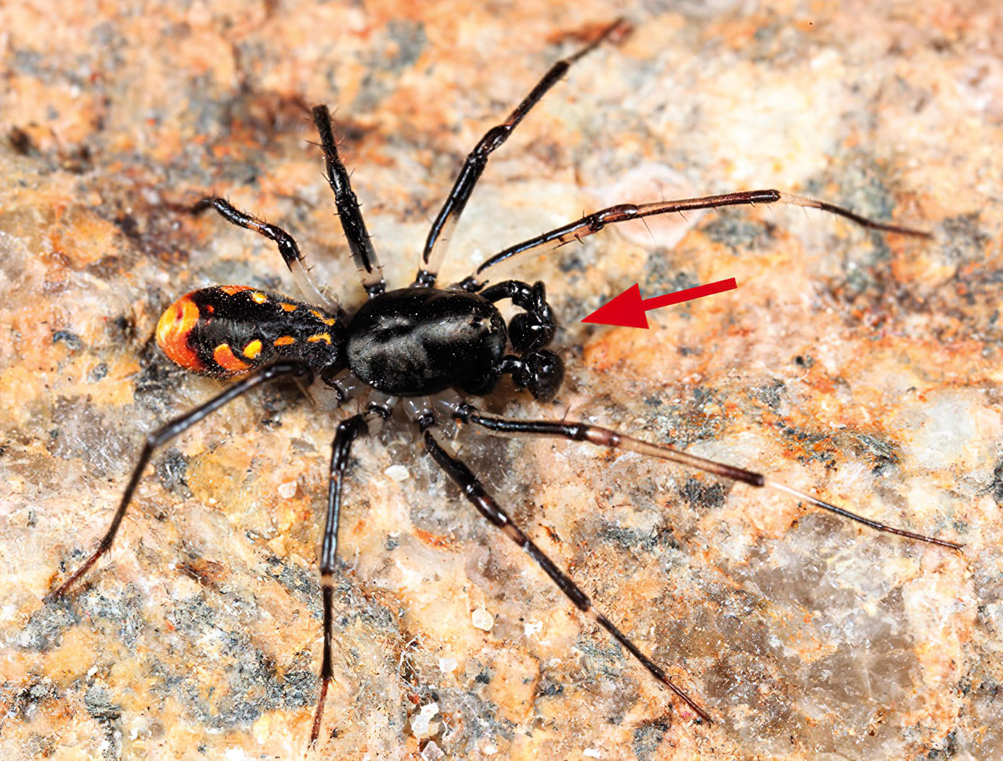 Anatomy and identification: mygalomorph or araneomorph? - Queensland Museum